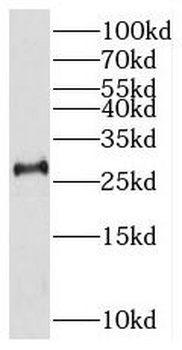 THAP2 Antibody