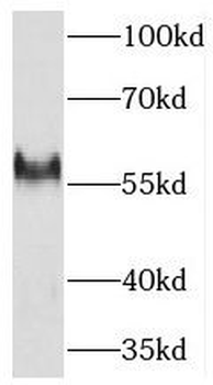 THNSL2 Antibody
