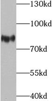 THOC1 Antibody