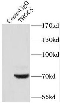 THOC5 Antibody