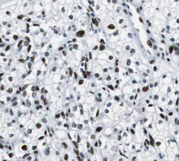 THOC7 Antibody
