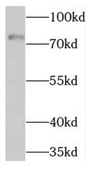 THOP1 Antibody