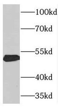THRA Antibody