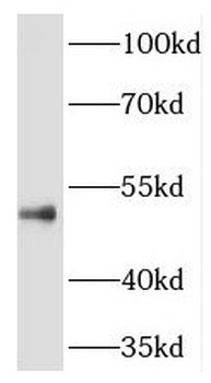 THUMPD1 Antibody