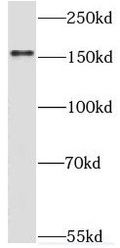 TIE1 Antibody