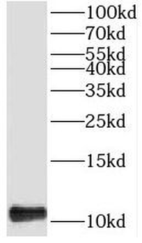 TIMM13 Antibody