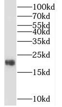 TIMM22 Antibody