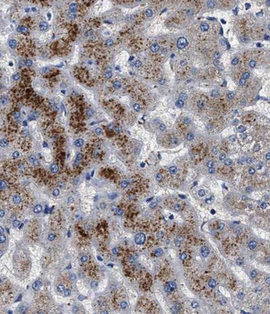 TIMM50 Antibody