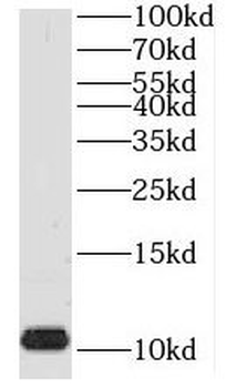 TIMM8A Antibody