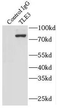 TLE3 Antibody