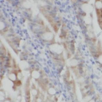 TLR7 Antibody