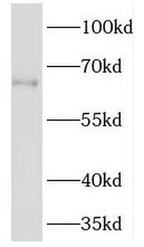 TM7SF3 Antibody