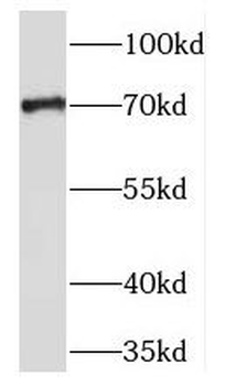 TM9SF4 Antibody