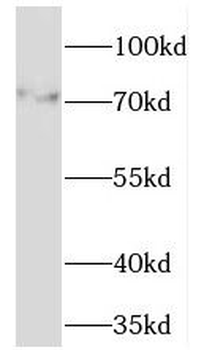 TMCC1 Antibody