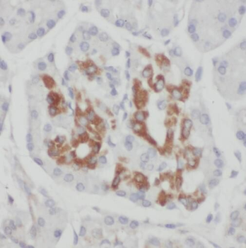 TMED2 Antibody