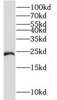 TMED3 Antibody