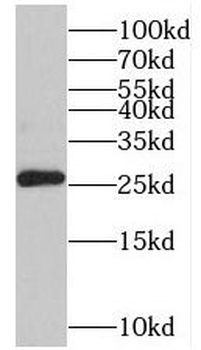 TMED9 Antibody