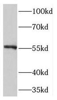 TMEM102 Antibody