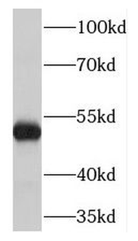 TMEM120B Rabbit Polyclonal Antibody