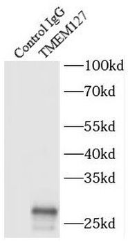 TMEM127 Rabbit Polyclonal Antibody