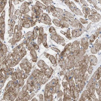 TMEM127 Antibody