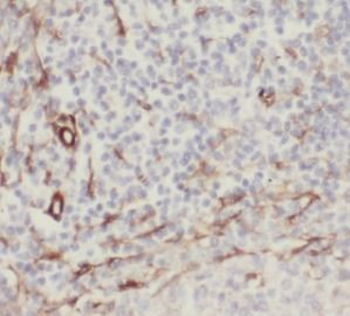 STING1 Antibody