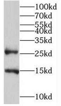 TMEM182 Antibody