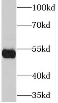 NEMP1 Antibody