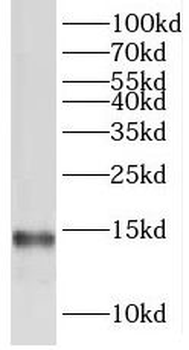 TMEM50B Antibody