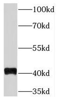 TMEM59 Antibody
