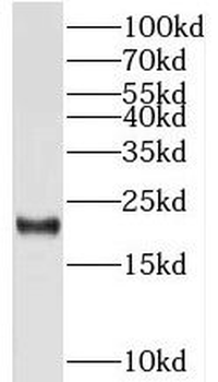 TMED10 Antibody