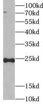 TNFSF12 Antibody