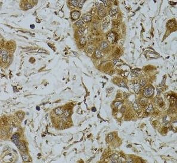 TNFSF13 Antibody
