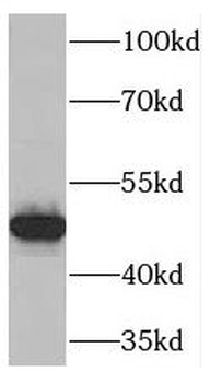 TNFSF13B Rabbit Polyclonal Antibody