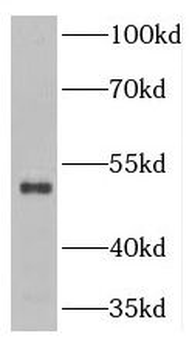 TNIP2 Antibody