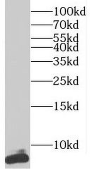 TNP1 Antibody