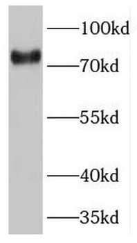 TNS4 Antibody