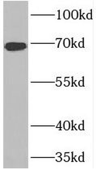 FNBP1L Antibody