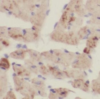TOMM70 Antibody