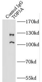 TOP3A Antibody