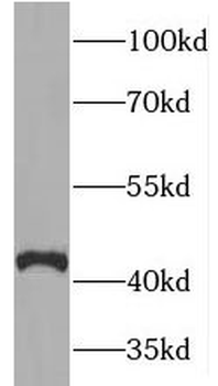 TOR2A Antibody