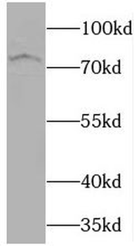 CRTC1 Antibody