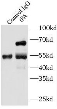 PLAT Antibody