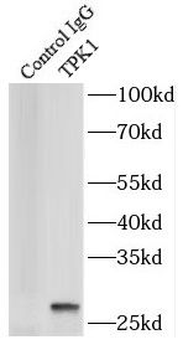 TPK1 Antibody