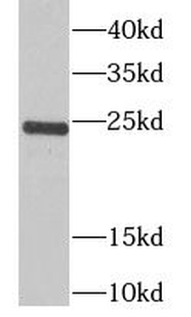 TPPP Antibody