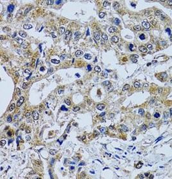 TPPP3 Antibody