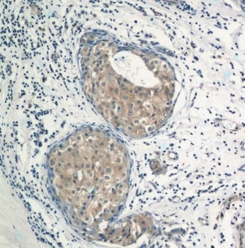 TRAF3IP1 Antibody
