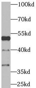 TRAF4 Antibody