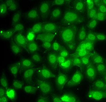 TRAF4 Antibody