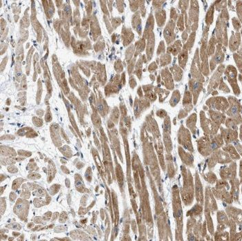TRAF4 Antibody